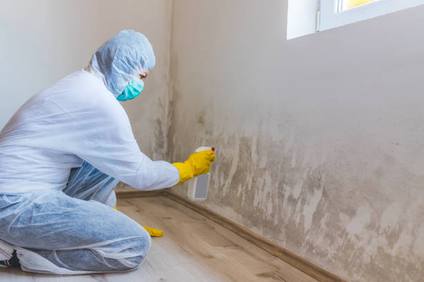Licensed Commercial Mold Remediation service in Clarendon Hills, IL - WQB Mold Removal